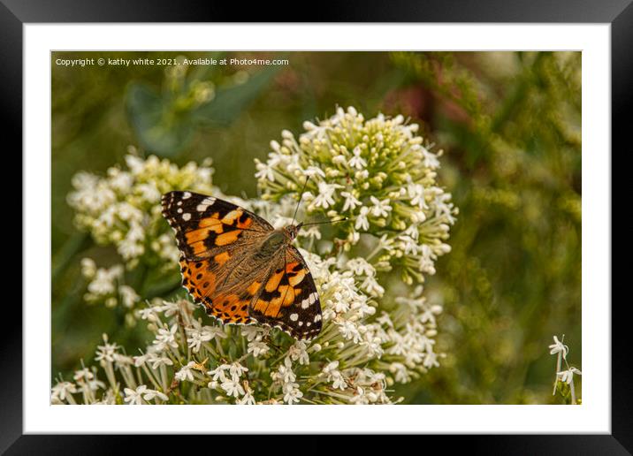 painted lady butterfly Framed Mounted Print by kathy white
