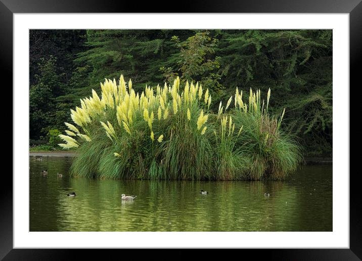 pampas grass Framed Mounted Print by kathy white
