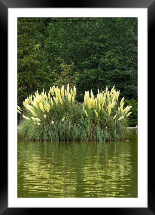 pampas grass Framed Mounted Print by kathy white