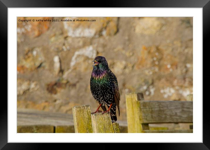 starling bird sitting on top of a wooden fence Framed Mounted Print by kathy white