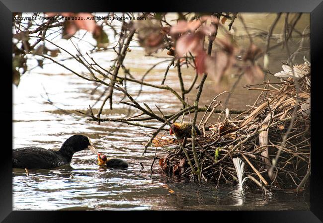 Feed Me,Coot and chick Framed Print by kathy white