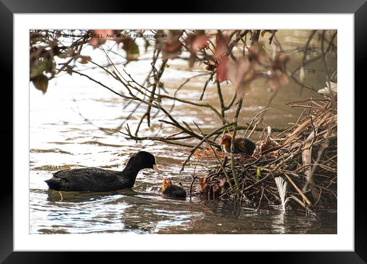 coots nest with baby coot Framed Mounted Print by kathy white