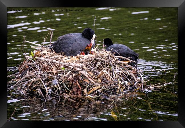 Mum and dad Coot with babies Framed Print by kathy white