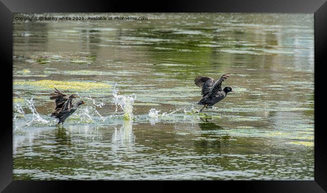 Moorhen  chasing  a Coot on the water Framed Print by kathy white