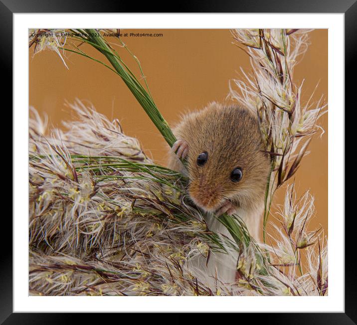 Delicate Harvest Mouse on Wheat Framed Mounted Print by kathy white