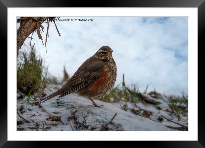 Redwing in the snow Framed Mounted Print by kathy white