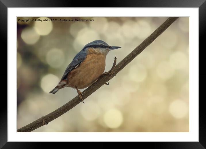 Nuthatch  Framed Mounted Print by kathy white