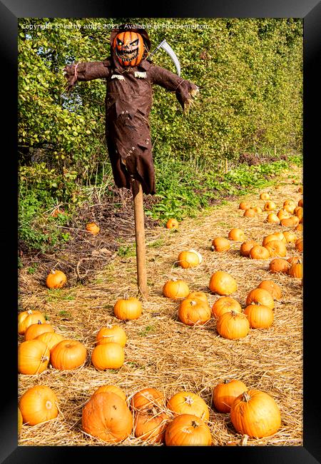 Pumpkin field, scarecrow  Framed Print by kathy white
