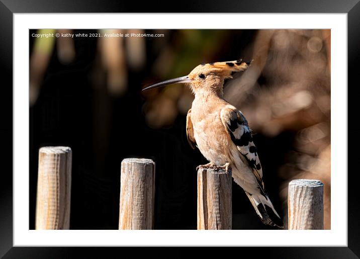 Hoopoe sitting on a fence Framed Mounted Print by kathy white
