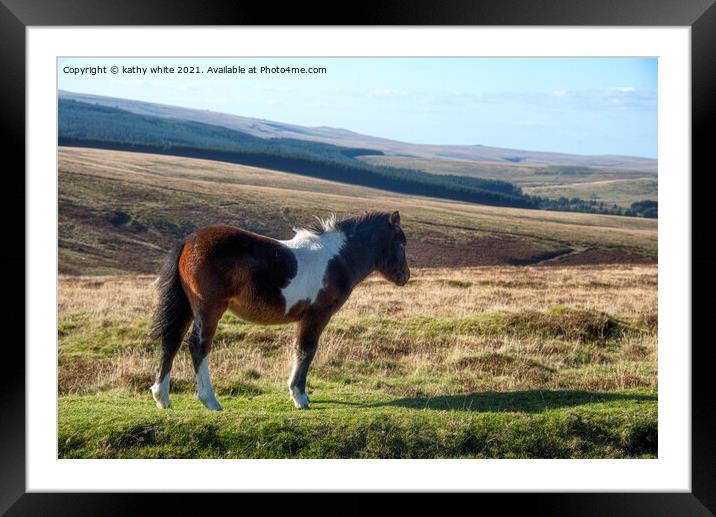 Dartmoor pony Framed Mounted Print by kathy white