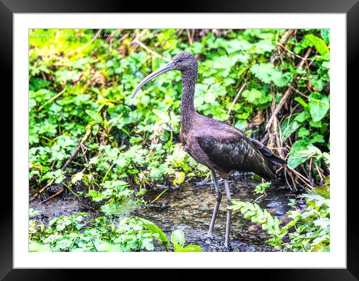 Glossy Ibis - Plegadis falcinellus  Framed Mounted Print by kathy white