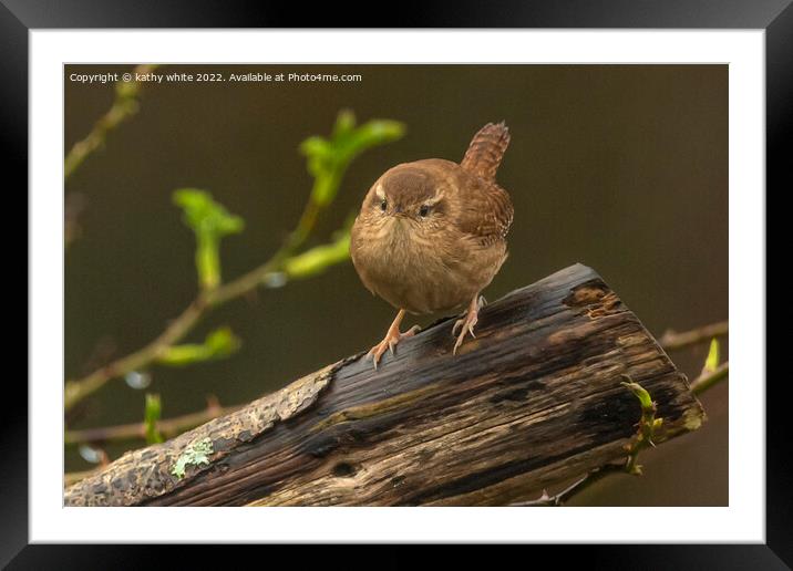 The Adorable Wren Framed Mounted Print by kathy white