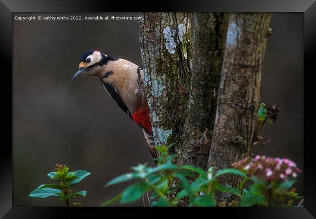 Great spotted woodpecker  Framed Print by kathy white