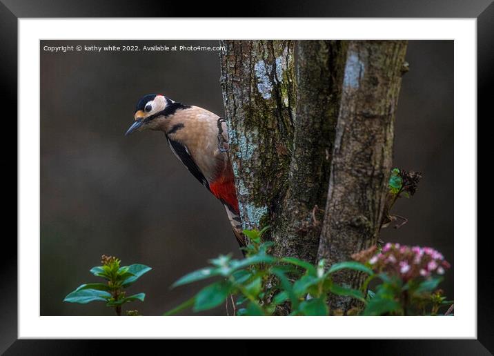 Great spotted woodpecker  Framed Mounted Print by kathy white