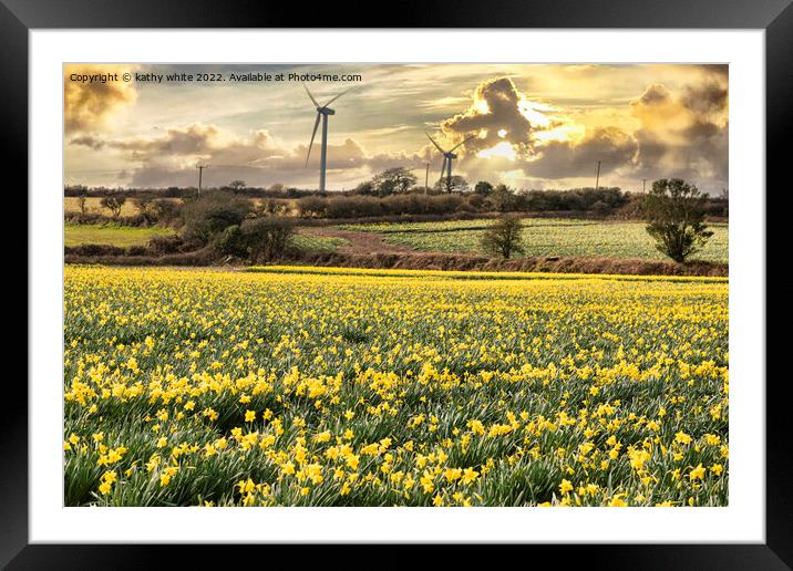 Cornish Daffodils, fields at sunrise Framed Mounted Print by kathy white