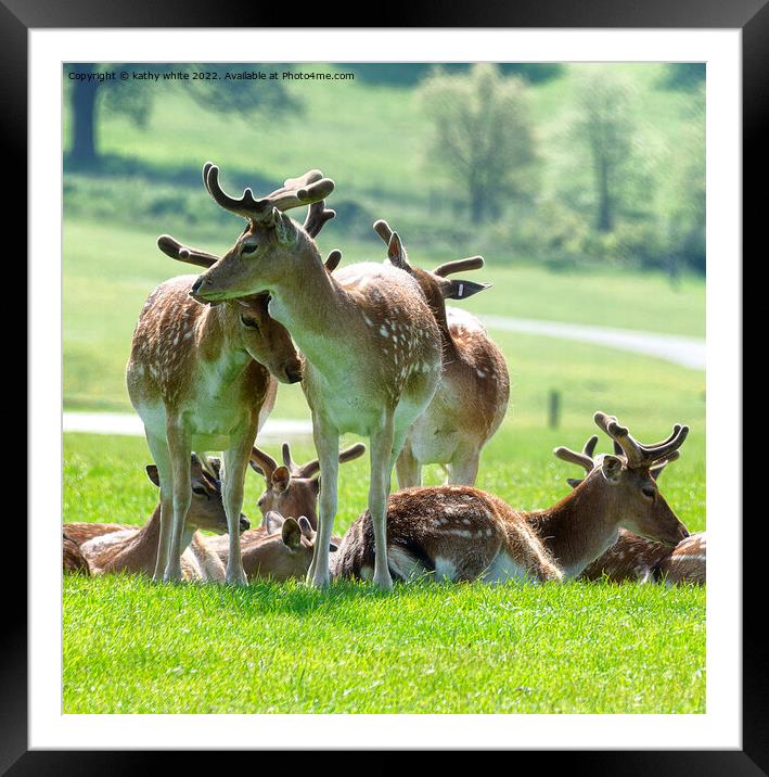 The Roe deer Framed Mounted Print by kathy white