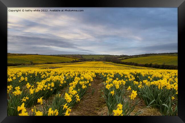 Cornish Daffodils fields Framed Print by kathy white