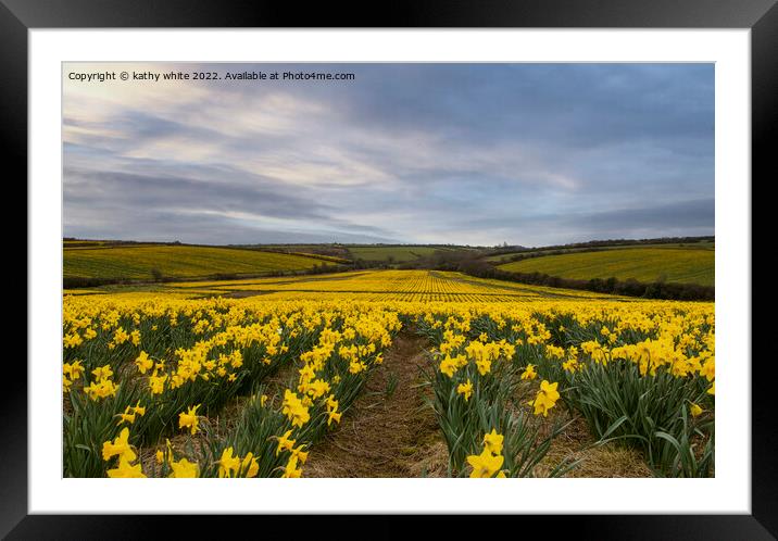 Cornish Daffodils fields Framed Mounted Print by kathy white