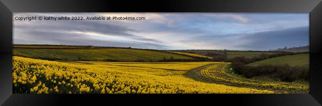 Daffodils fields,Cornwall Framed Print by kathy white