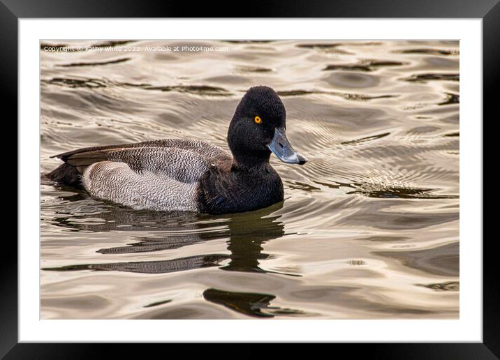 lesser scaup duck Framed Mounted Print by kathy white