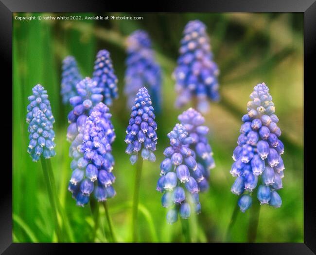 Grape hyacinth spring wildflower Framed Print by kathy white