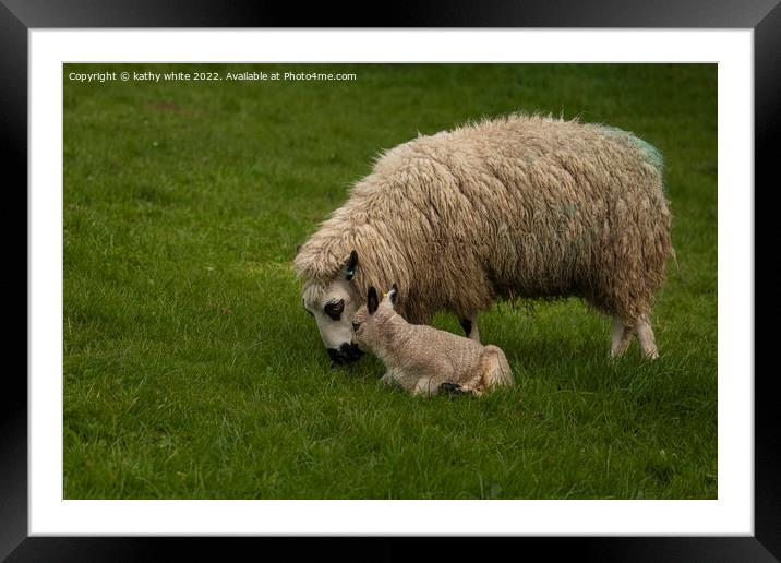 Kerry Hill sheep with her baby lamb Framed Mounted Print by kathy white