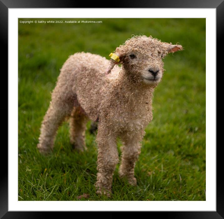 Baby lamb at spring time Framed Mounted Print by kathy white