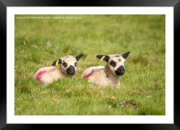 twin baby lambs Framed Mounted Print by kathy white