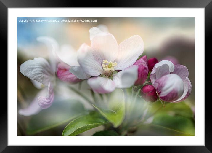 apple,blossoms Framed Mounted Print by kathy white