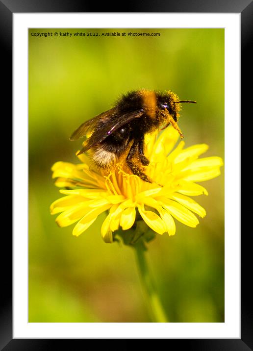 Bee on a flower Framed Mounted Print by kathy white