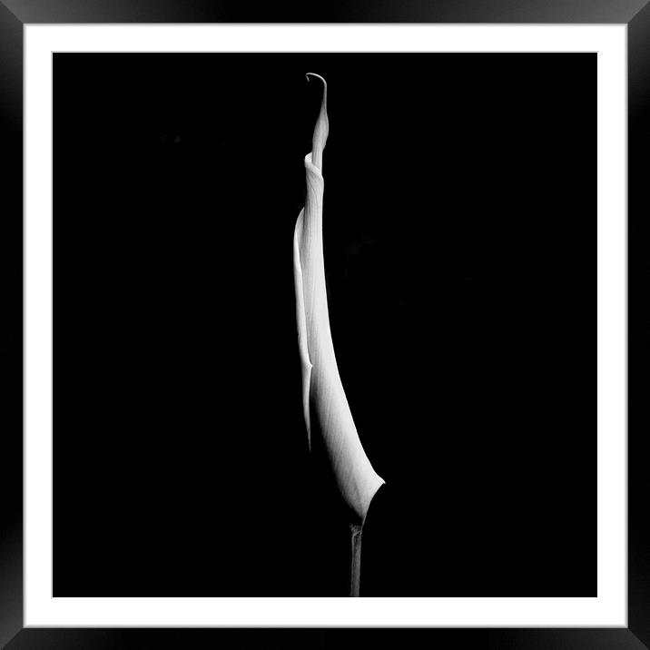 Arum Lilies,Beautiful White Lily  Framed Mounted Print by kathy white