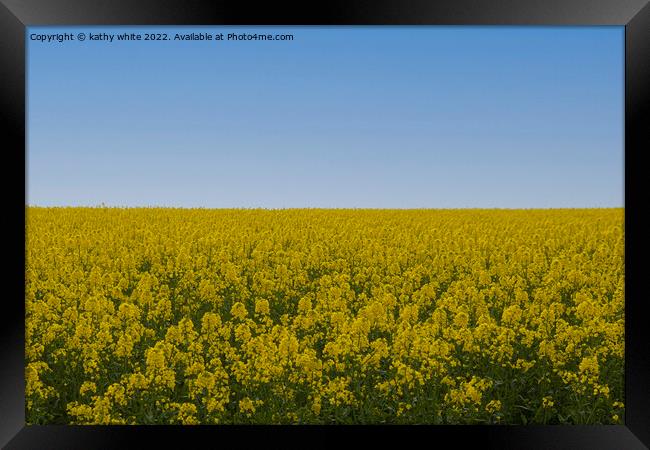 Cornish Rapeseed  with blue sky Framed Print by kathy white