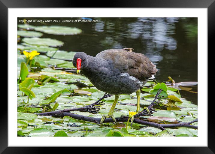 Moorhen Framed Mounted Print by kathy white