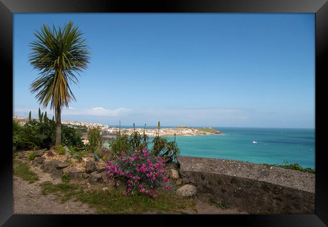 Palm tree St Ives Cornwall Framed Print by kathy white