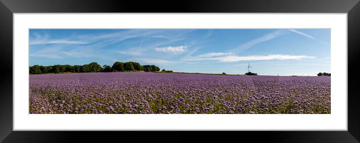 Phacelia of Cornwall Framed Mounted Print by kathy white