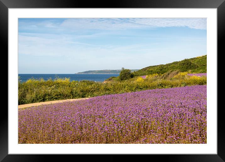 Phacelia,Cornish fields,Perranuthnoe beach Framed Mounted Print by kathy white