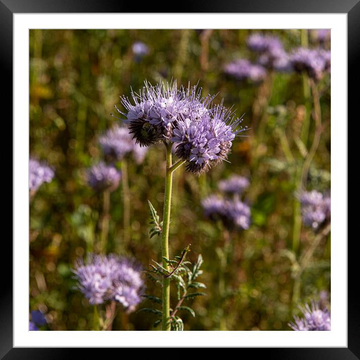Phacelia Framed Mounted Print by kathy white