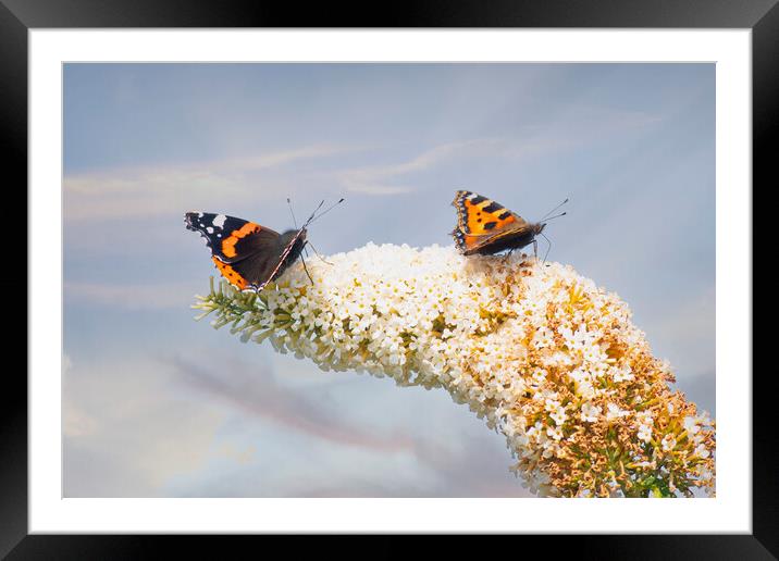 Red Admiral Butterfly, Buddleia flowers. Framed Mounted Print by kathy white