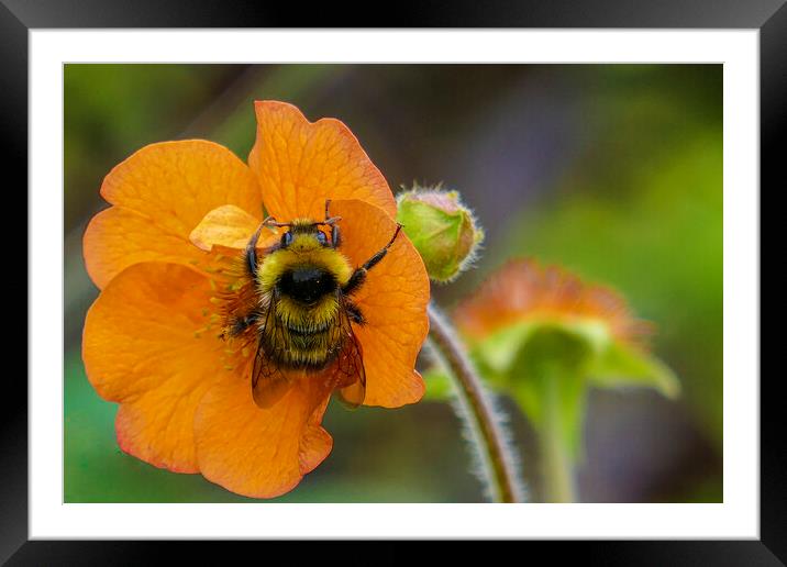 busy bee on a flower Framed Mounted Print by kathy white