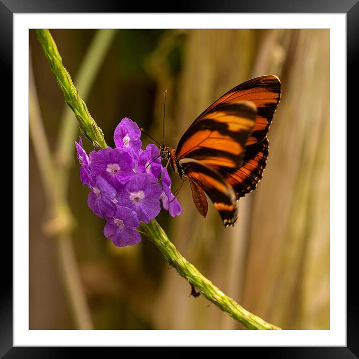 Banded orange heliconian butterfly Framed Mounted Print by kathy white