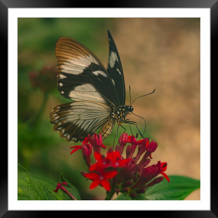 Butter fly on a red flower Framed Mounted Print by kathy white