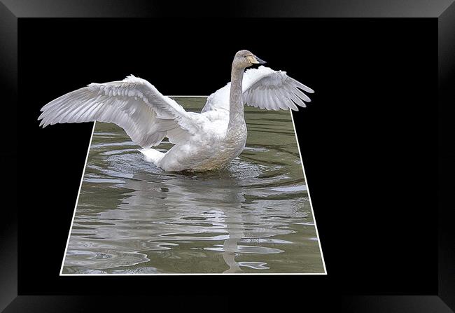 swan flying high Framed Print by kathy white