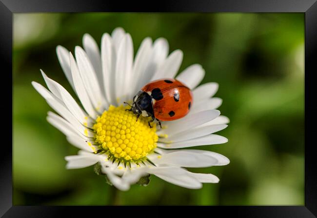 ladybird on a white flower, Framed Print by kathy white