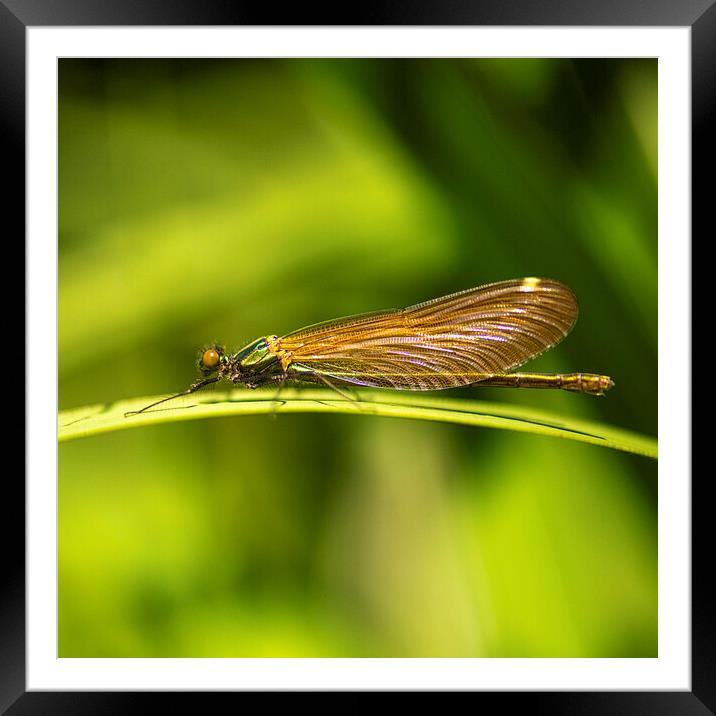  Emerald Damselfly Framed Mounted Print by kathy white