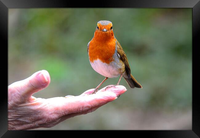 Red robin perched in my hand Framed Print by kathy white