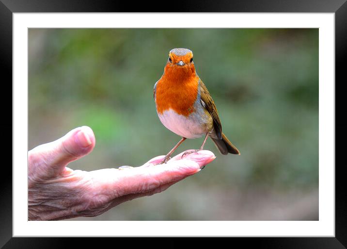 Red robin perched in my hand Framed Mounted Print by kathy white