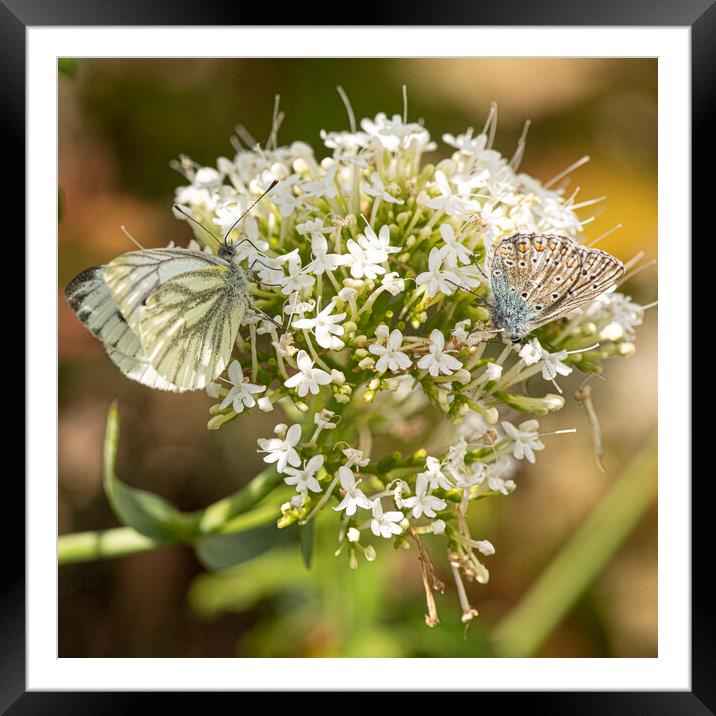 white and Blue  butterfly Framed Mounted Print by kathy white
