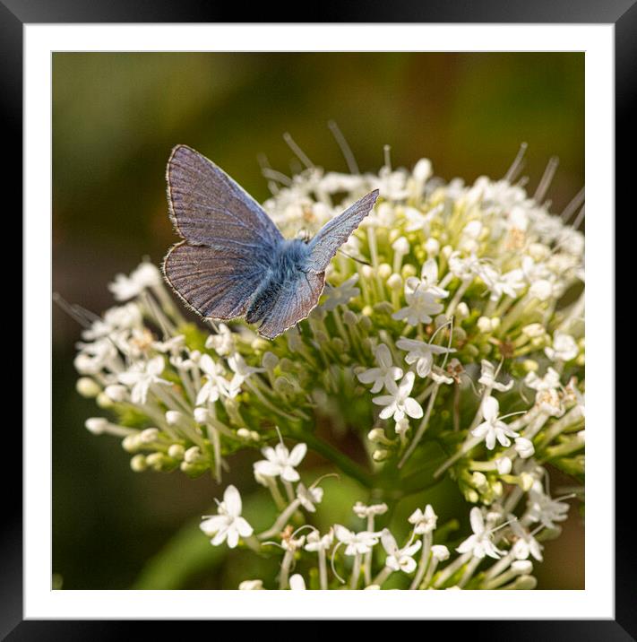 blue Butterfly on white flowers Framed Mounted Print by kathy white