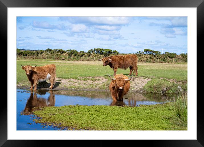 Highland Cattle Graze by the Watering Hole Framed Mounted Print by kathy white