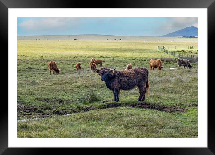 Highland Cattle Framed Mounted Print by kathy white